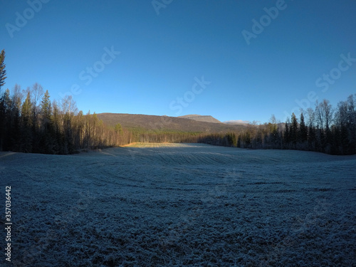 massive frost covered field surrounded by mighty pine tree forest