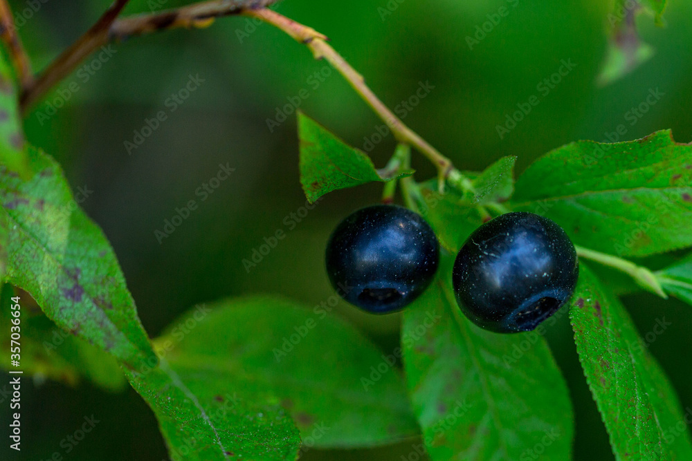 Huckleberries in the shade Huckleberries in the shade
