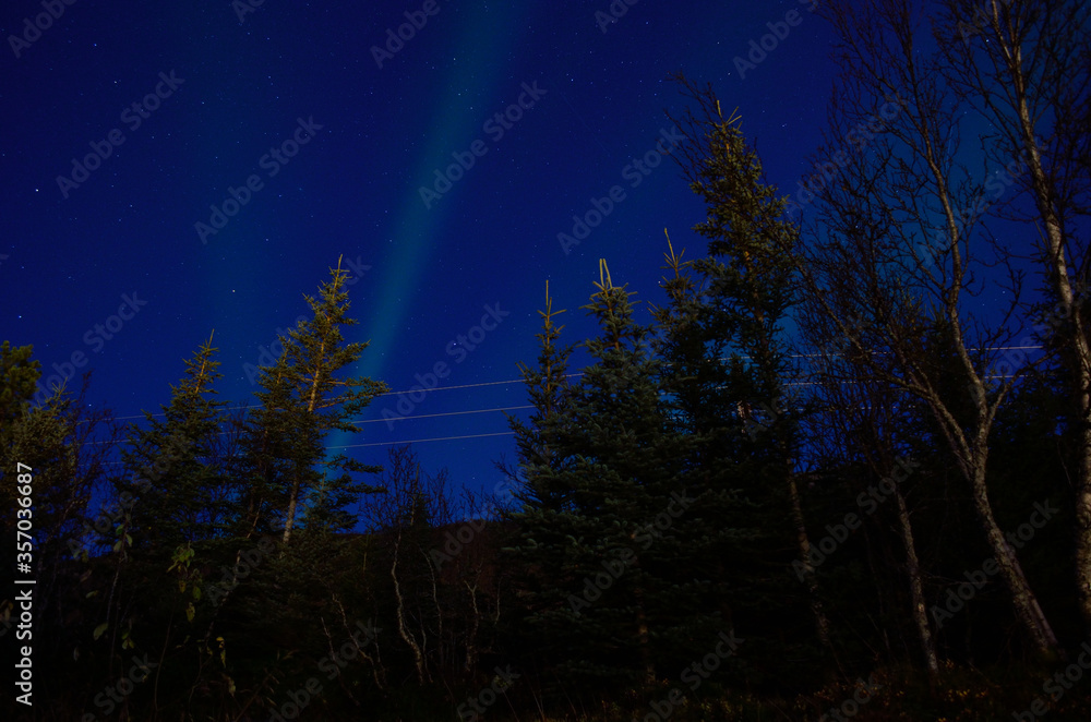 aurora borealis over dark autumn forest