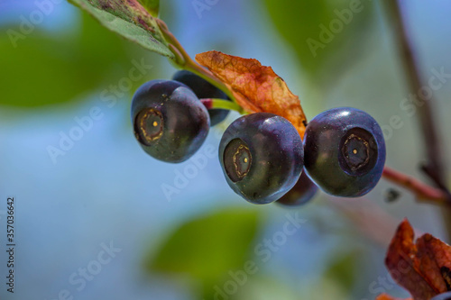 Close up of summer huckleberries