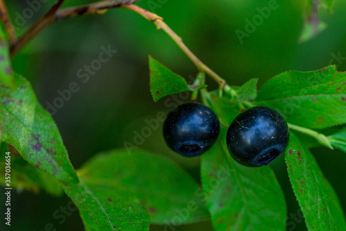 Huckleberries in the shade