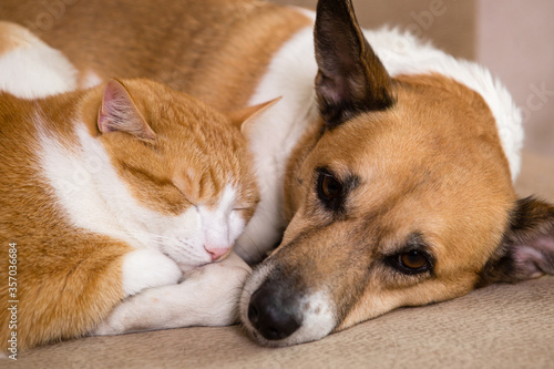 Cat and dog resting together on sofa. Best friends. © Nikolai