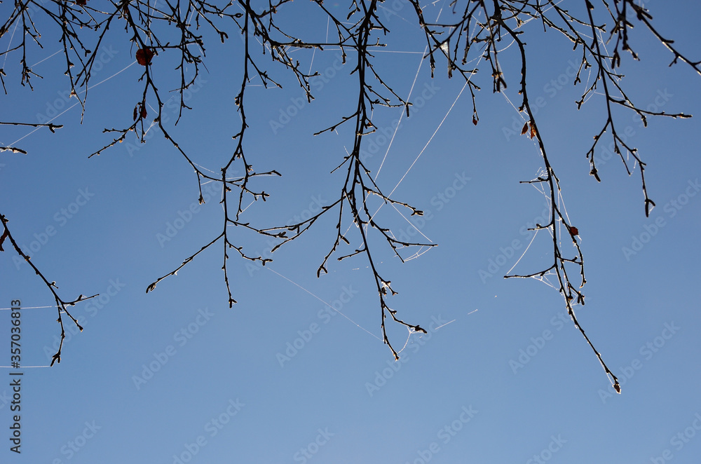 beautiful spiderweb covered in frost and rime in early autumn morning with blue sky background beautiful spiderweb covered in frost and rime in early autumn morning with blue sky background