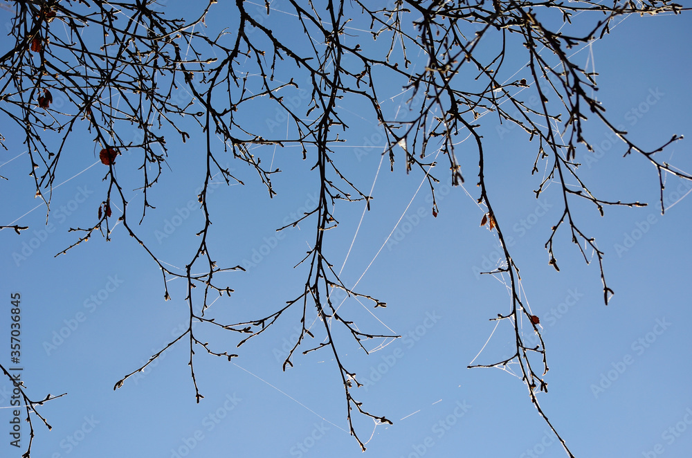 Obraz premium beautiful spiderweb covered in frost and rime in early autumn morning with blue sky background