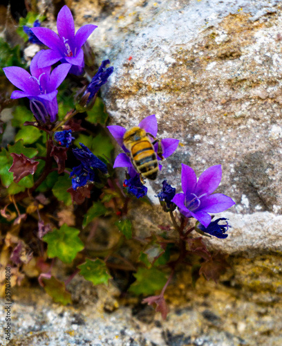 Bee on flower over rocky background
