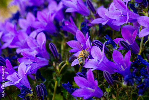 Bee in purple flowers