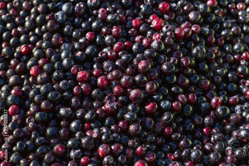 Closeup of wild huckleberries