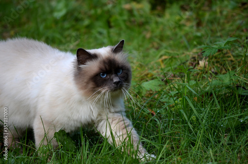 beautiful azure blue eyed cat prowling in green vegetation