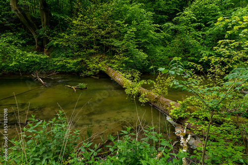 river in the forest