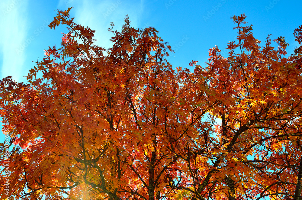 strong vibrant colors on rowan tree in late autumn