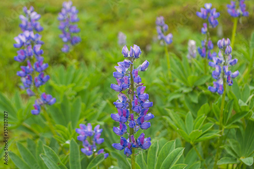 Broadleaf Lupine (Lupinus latifolius) in grassy meadow