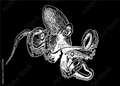 Obraz na plátně Graphical octopus isolated on black background,vector sketchy illustration
