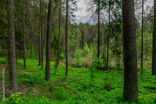 trees in the forest © Marcinwarmia