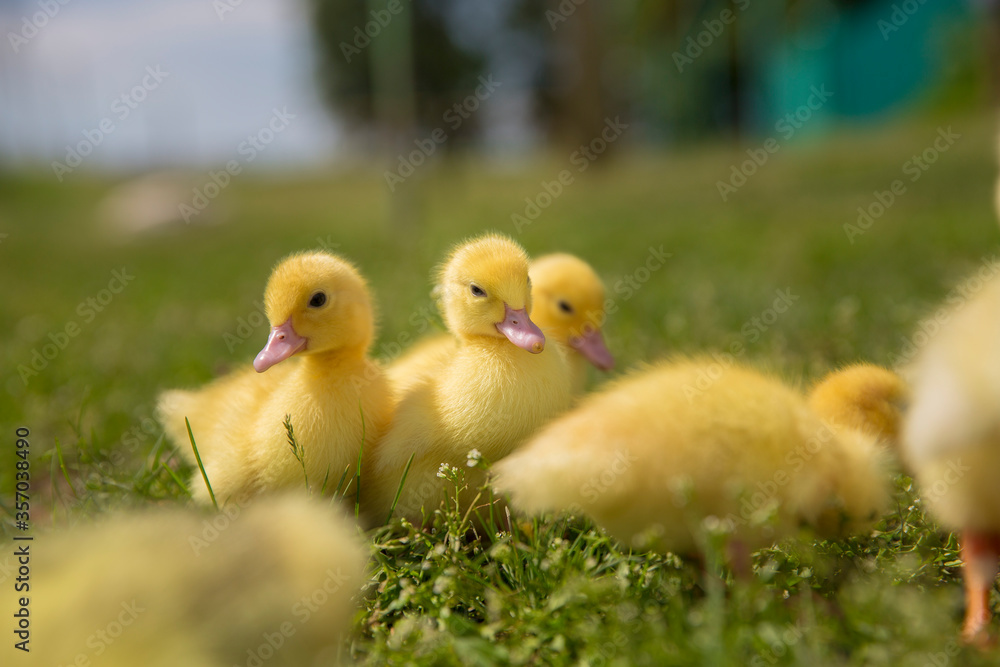 three little yellow ducklings are sitting on the green grass looking at me