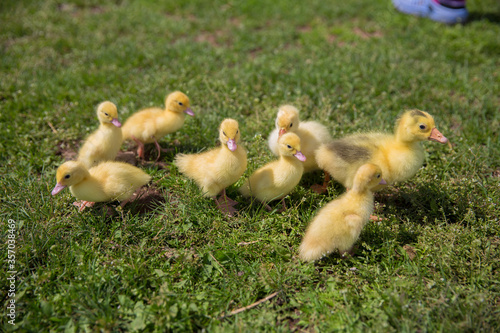 eight little yellow ducklings are walking on the green grass