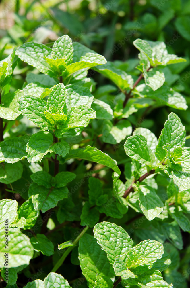 mint leaf in the garden mint leaf in the garden