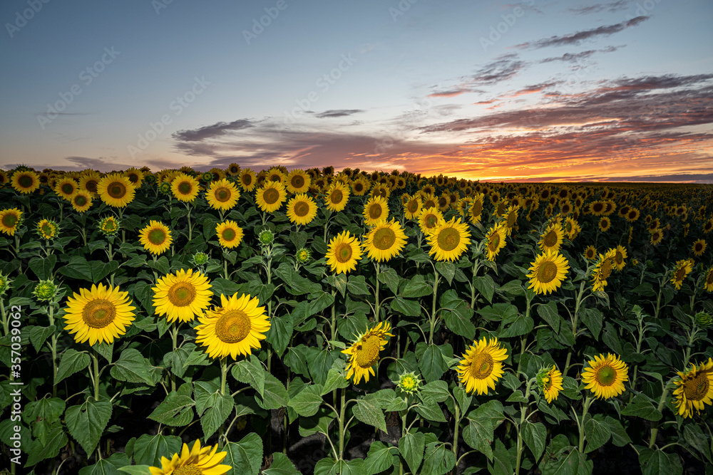 Obraz premium beautiful field of sunflowers at sunset with flash
