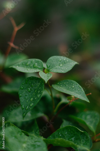 Drops of water after rain on green leaves.