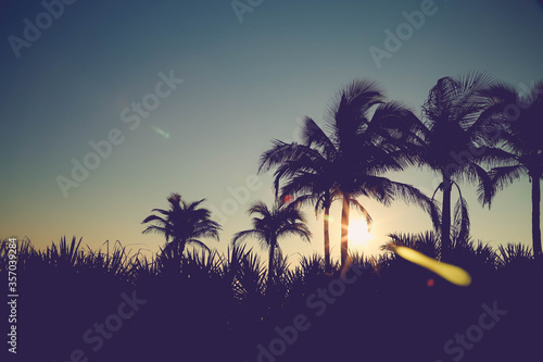 palm tree silhouette © Tamara Sales 
