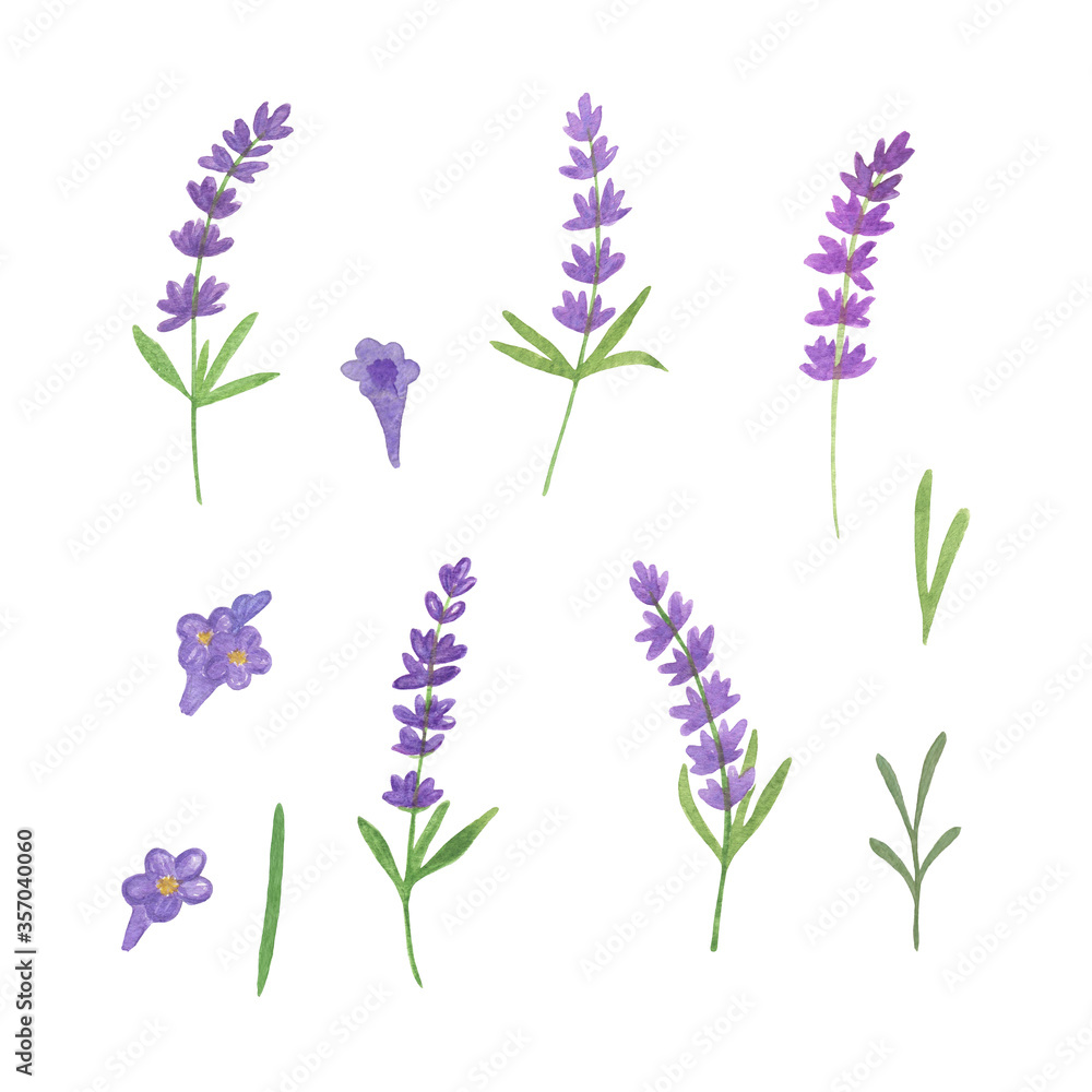 Obraz premium Delicate lavender flowers set watercolor illustration romantic symbol of summer holidays in French Provence elements for making cards, invitations, textile