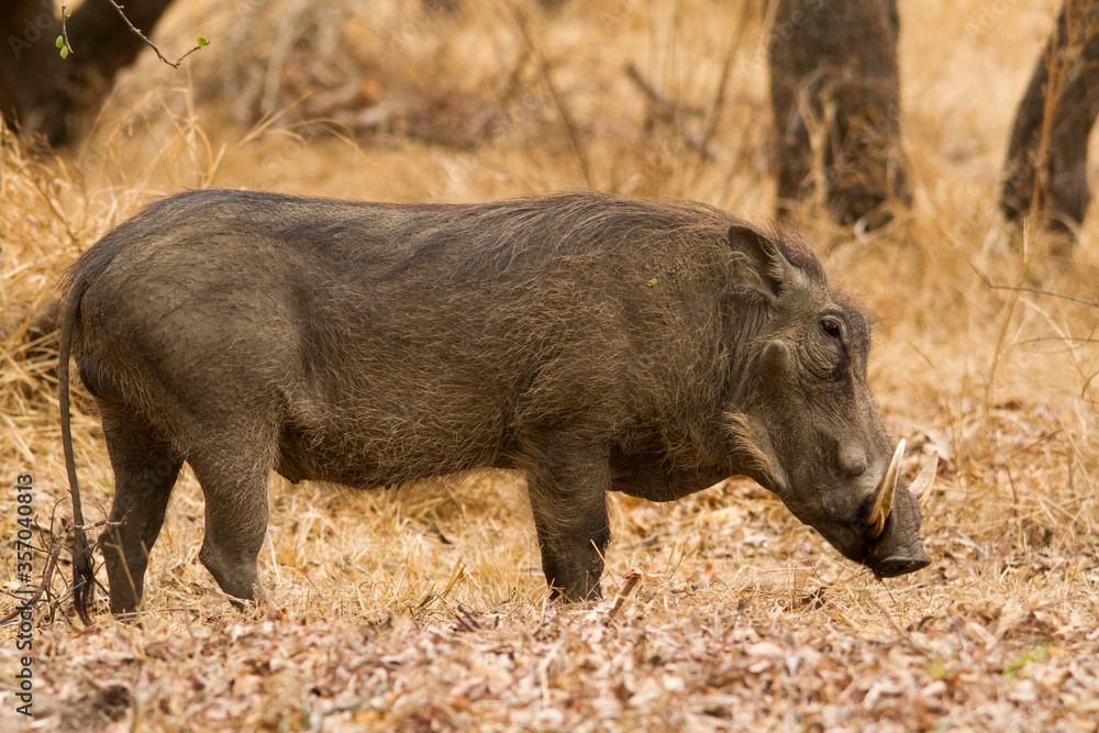 Adult warthog walking among the bushes in the Kruger Park. Adult warthog walking among the bushes in the Kruger Park.
