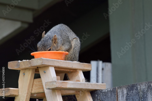 Squirrel Eating 04