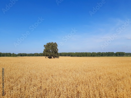 field of wheat