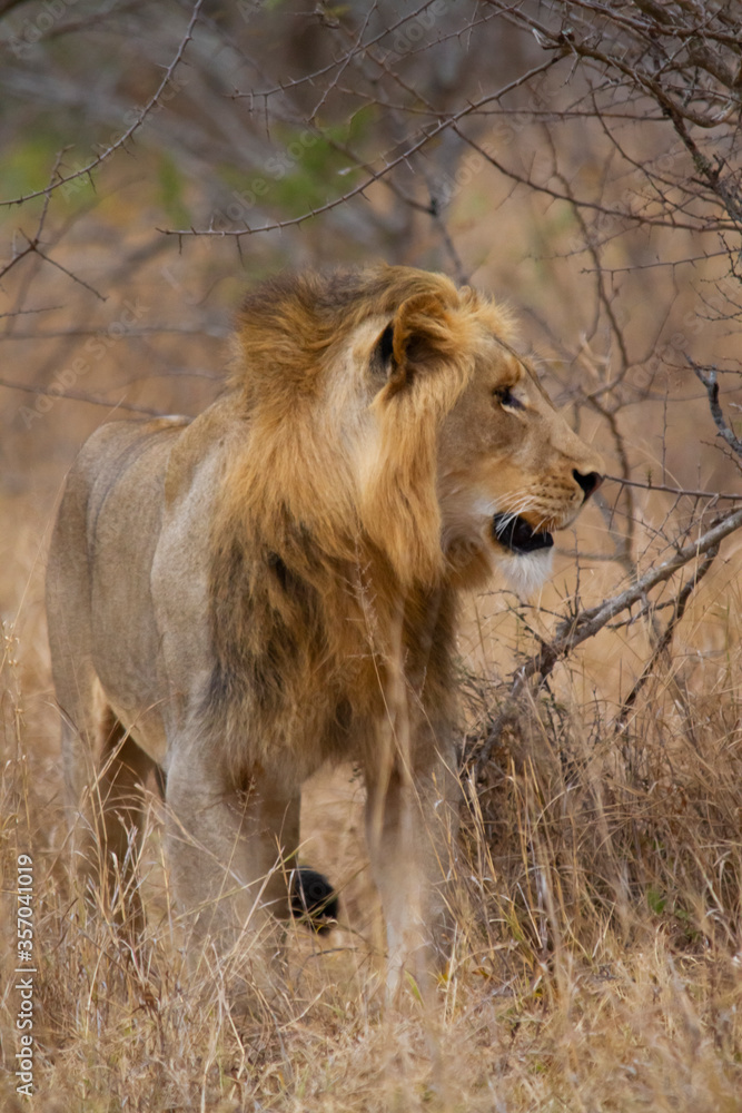 Young lion walking through the African savannah. Young lion walking through the African savannah.
