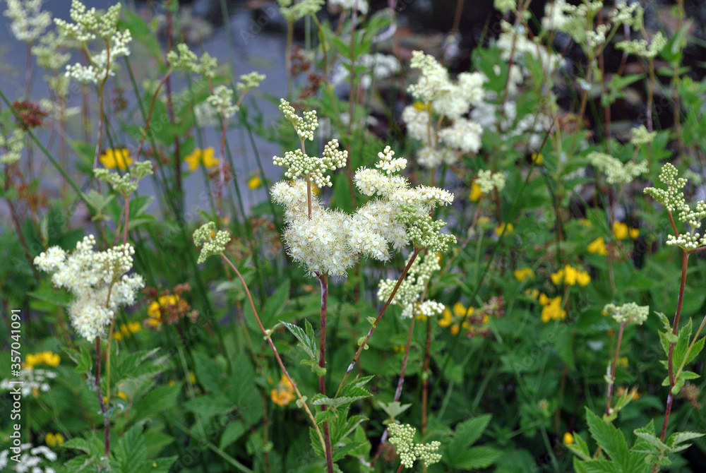 Fototapeta premium Close Up of Flowers on Small Plants beside waters of Industrial Canal 