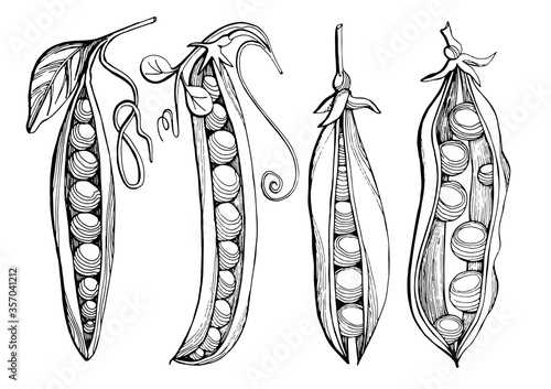 Chickpeas. Graphic black and white image of four pea pods drawn in black marker. Trace