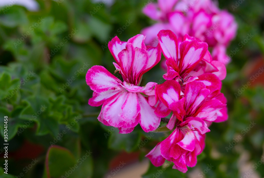 Close up shot with selective focus of the Pelargonium peltatum. Beautiful garden pink plant. Close up shot with selective focus of the Pelargonium peltatum. Beautiful garden pink plant.