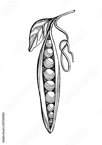 Pea pod with leaf.Graphic black and white image of peas drawn in black marker. Trace