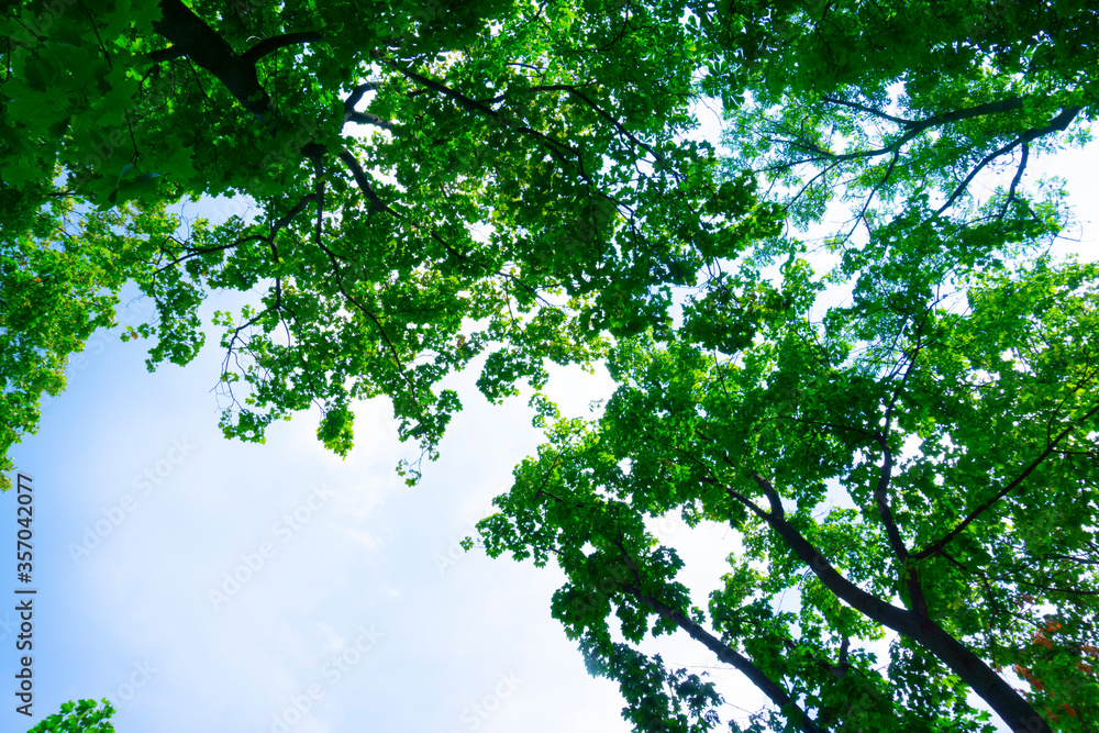 Bright green leaves in the blue sky background. Nature pattern with copy space. Bright green leaves in the blue sky background. Nature pattern with copy space.