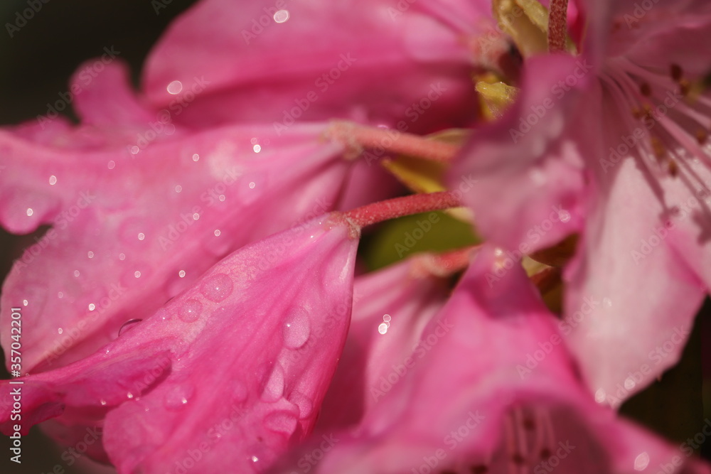 różowe  kwiaty  w  kroplach  deszczu