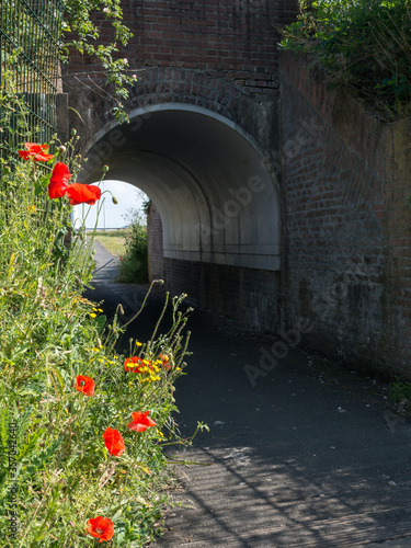 Scenic view of an old cyclist tunnel with poppy flowers in front of it photo