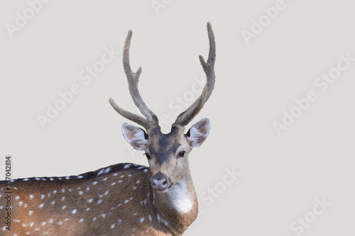 spotted deer resting © shad