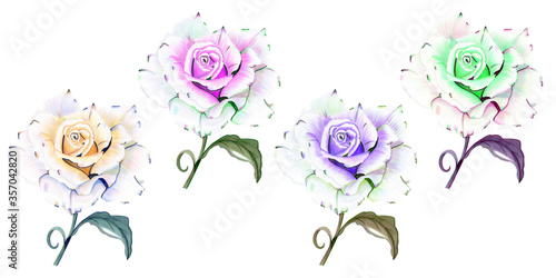 Flowers on a white background. Beautiful, bright and colorful flowers.