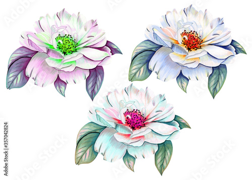 Flowers on a white background. Beautiful  bright and colorful flowers.