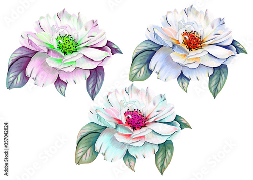 Flowers on a white background. Beautiful, bright and colorful flowers.