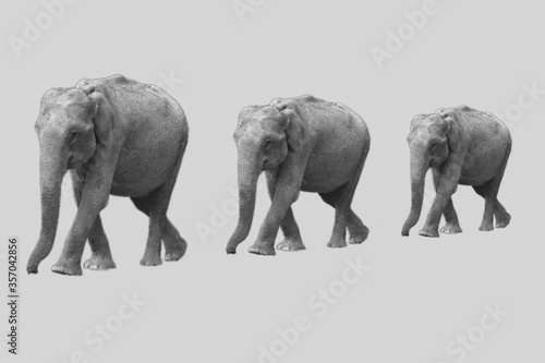 elephant line up