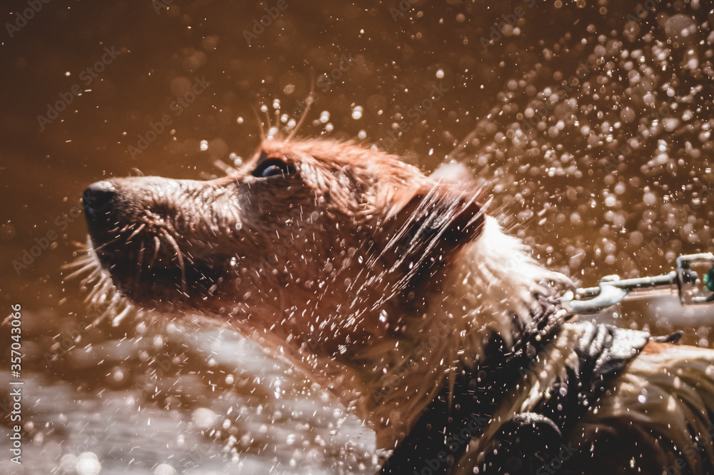Fototapeta premium Jack Russell playing on the beach