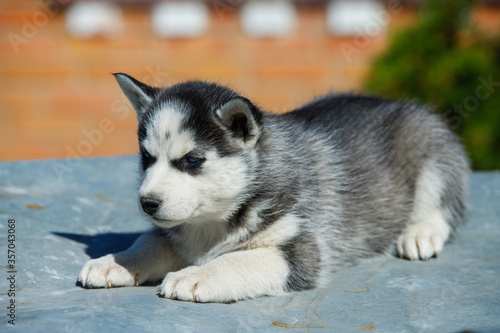 Siberian husky puppy on green grass