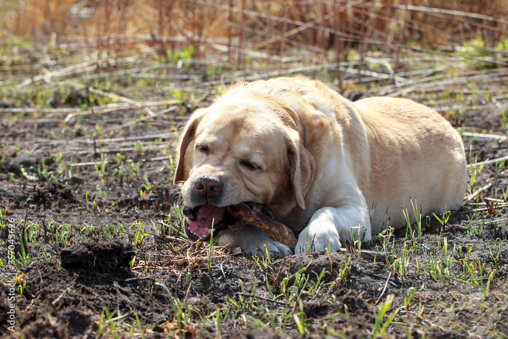 Dog breed Labrador Retriever