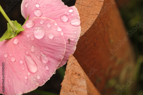 różowy kwiat w kroplach deszczu