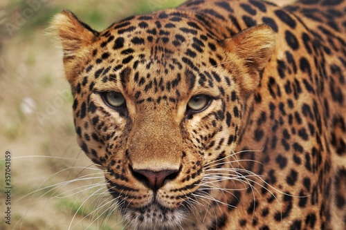 close up of leopard © Parminder