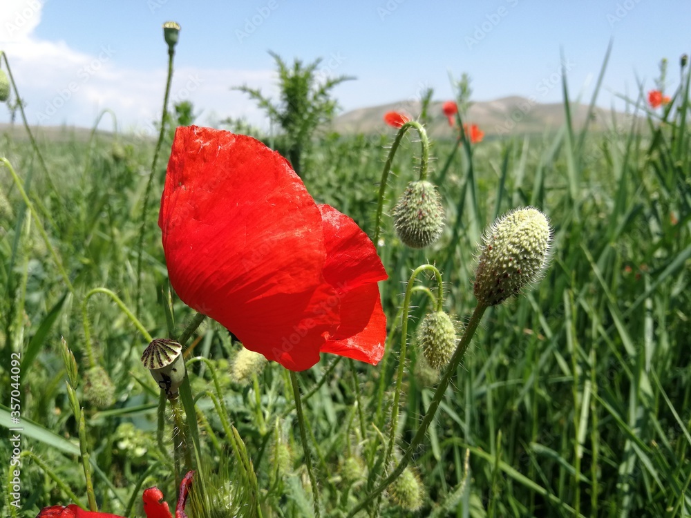 Obraz premium Common Poppy in the field