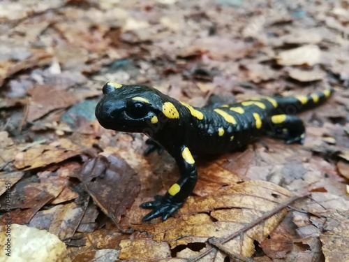 salamander on the wet ground