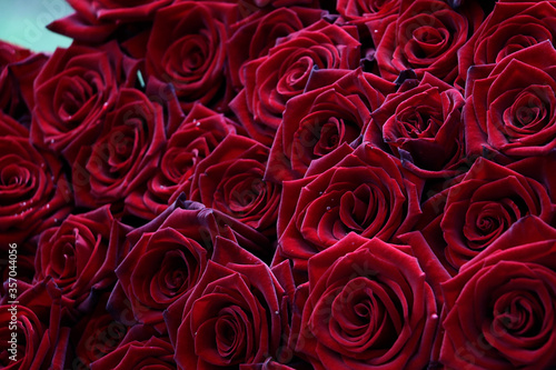 Many velvet red roses close up.Beautiful bouquet.Floral background for design or text.Gorgeous red abstract backdrop.Beautiful bouquet.Low key photography.