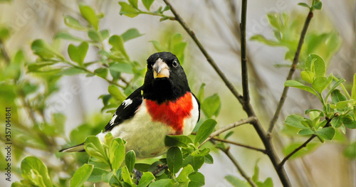 male rose breasted grosbeak.