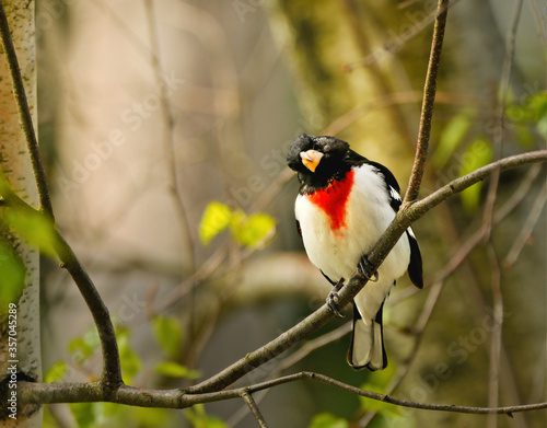 male rose breasted grosbeak
